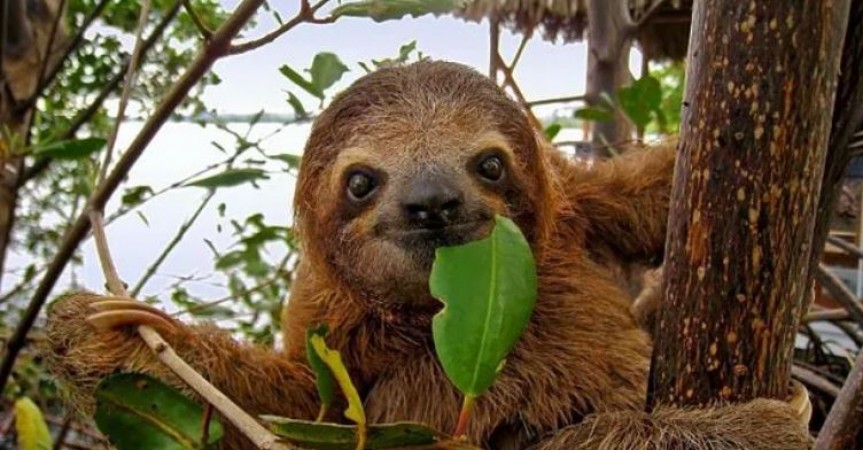 worlds laziest animal slotH