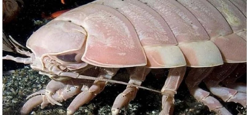 Giant cockroach also known as super giant isopod strange sea creature
