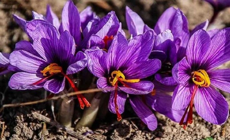 Interesting facts about most expensive spice in the world saffron also known as red gold