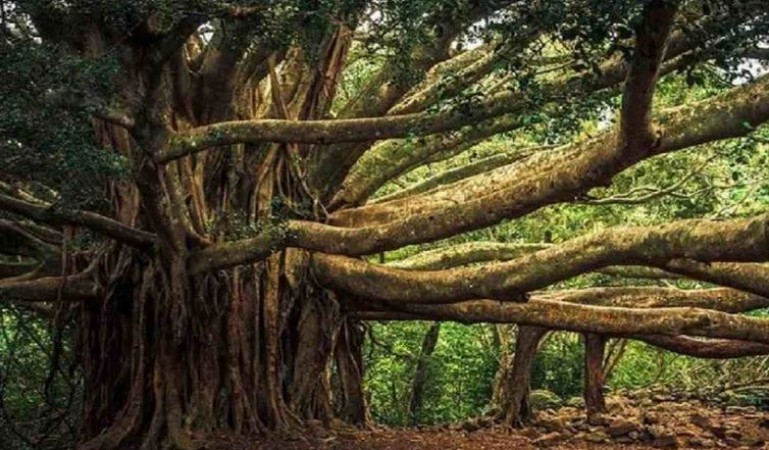 Strange story of worlds largest banyan tree named the great banyan