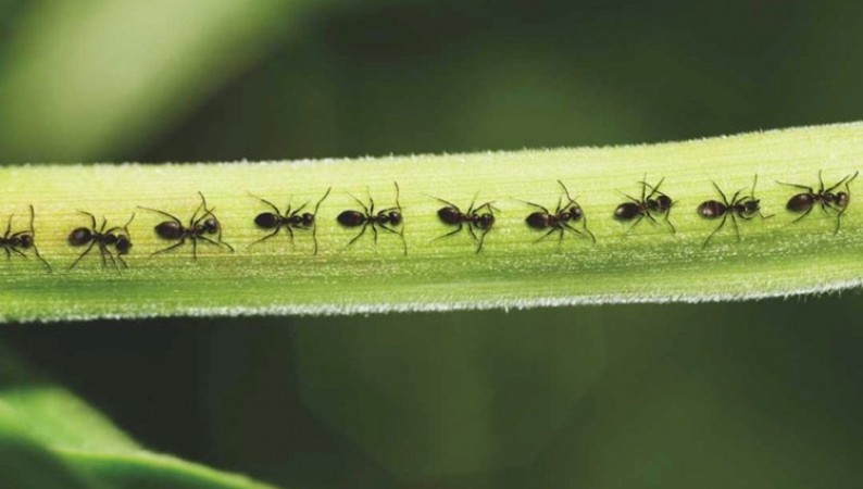 reason behind ants walking in line