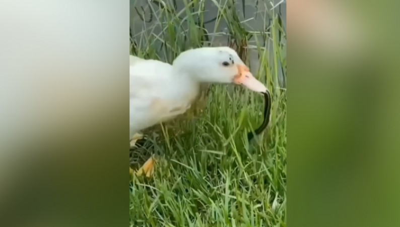 Duck was swallowed alive by snake, video went viral