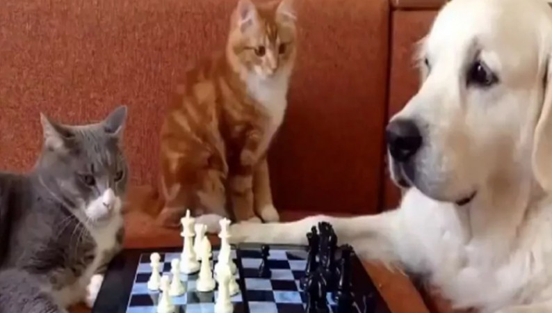 What would you say after seeing the chess of dog and cat?