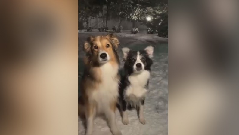 What would you say about these dogs' love for selfies?