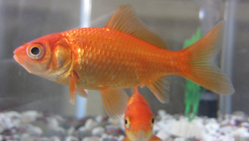 Know what is the real name of goldfish