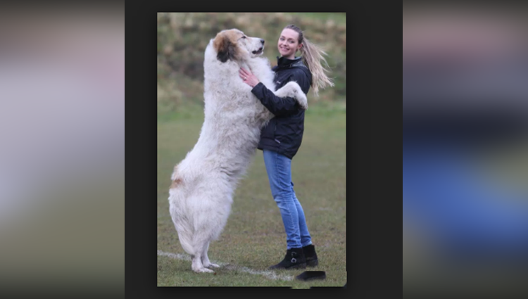 These Are The Biggest Dogs Of The World,
