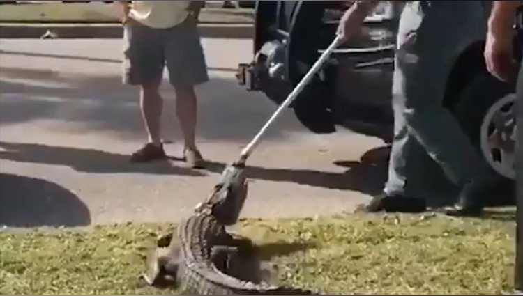 Cops Wrangle Feisty Alligator Out From Beneath Car in Grocery Store