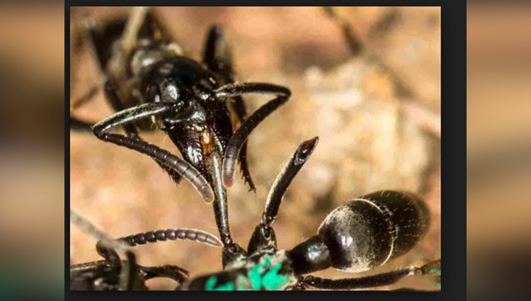 Ant Help In Wound Treatment To Nest Mate