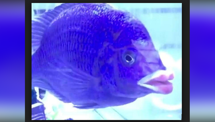 This Fish With Human-Like Lips Is Making Us Deeply Uncomfortable 