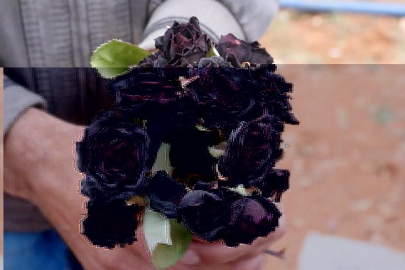 Rose Day: What is the meaning of gifting black rose?