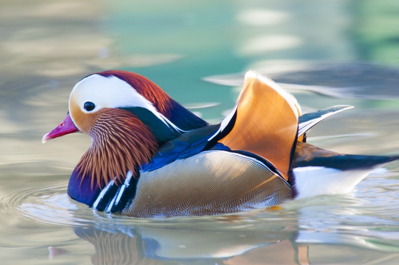 тАШMost beautiful duck in the worldтАЩ Mandarin duck spotted in Assam, all you need to know about it