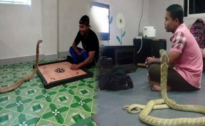 Man marries his 10ft Cobra, Know why