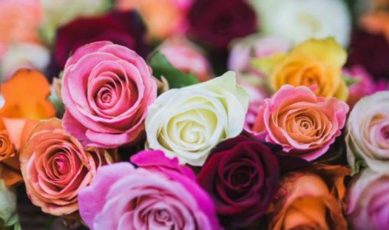 Know what different colours of Roses means?