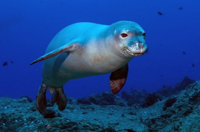 There Are The Rare Marine Animals