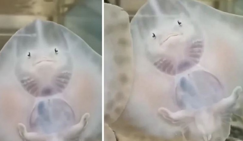 Dancing baby stingray fish laughing video