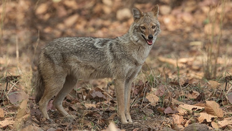 OMG! Mad jackal attacked people in this village of Pilibhit
