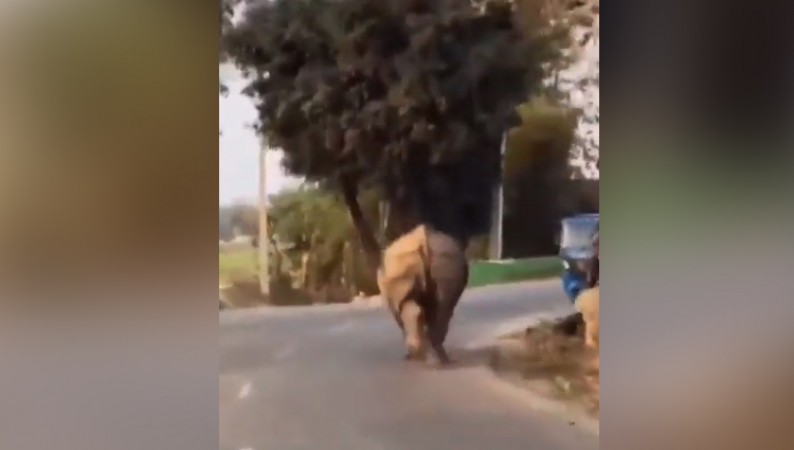 Rhinoceros appeared running on the middle road ... asking people a lift