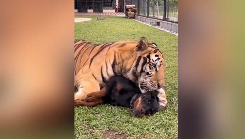 Have you ever seen dog and tiger friendship