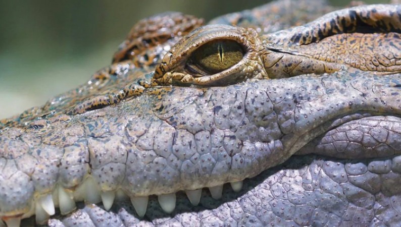 After all, why crocodile tears are called false, the reason is deep