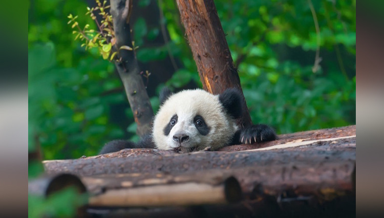 These Facts You Must Know About Beautiful Pandas