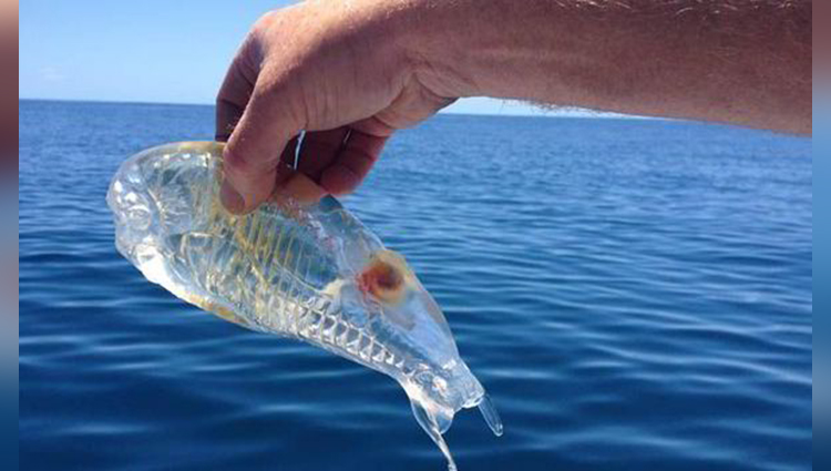 Translucent weird fish caught off thailand fisherman