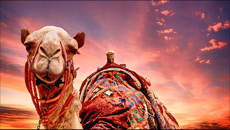 12 Camels Disqualified From Beauty Contest For Using Botox