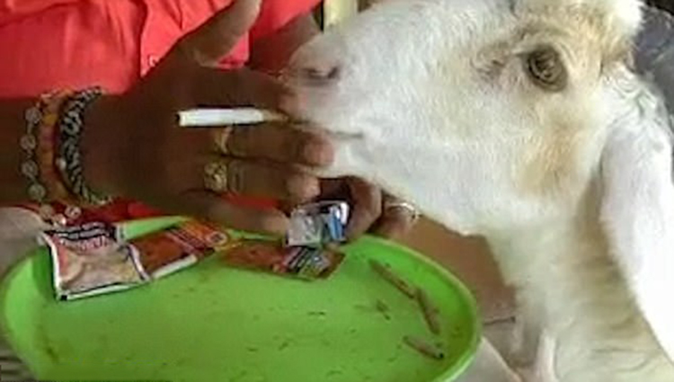 Looking for a SHEEP thrill Moment farm animal eats cigarettes