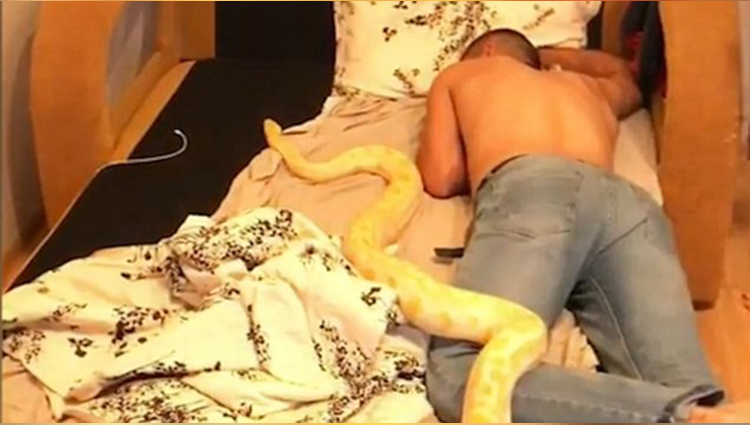 Russian prankster puts a lion crocodile and snake into friends bed