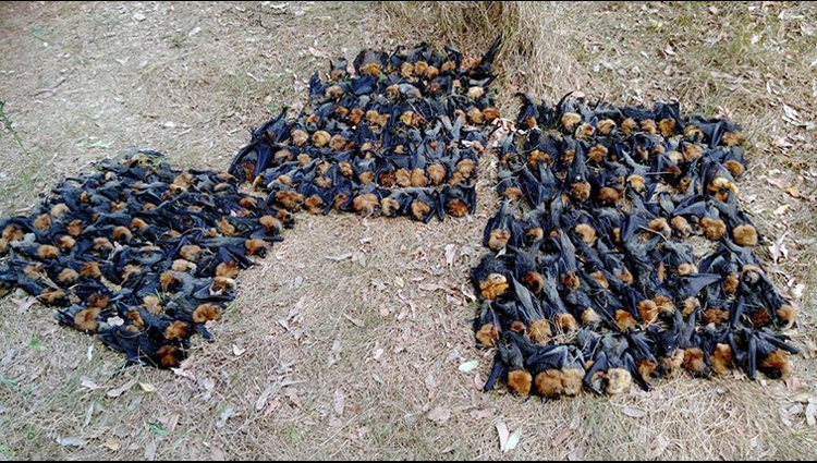 Hundreds of Boiled Bats Fall from Sky in Australian Heat Wave