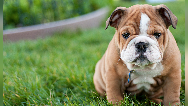 surprising facts about dogs