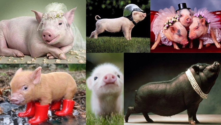 cute pig photos 