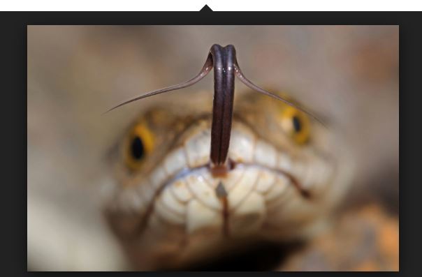 Why Do Snakes Have Forked Tongues