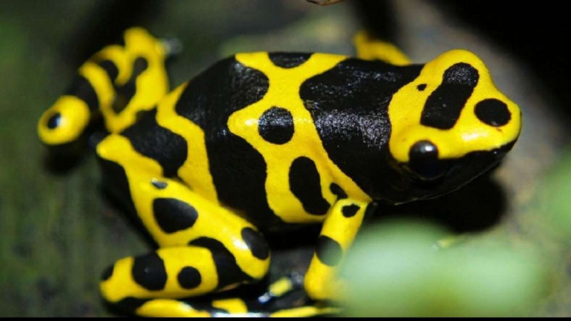 Price of World's most poisonous frog will blow your senses