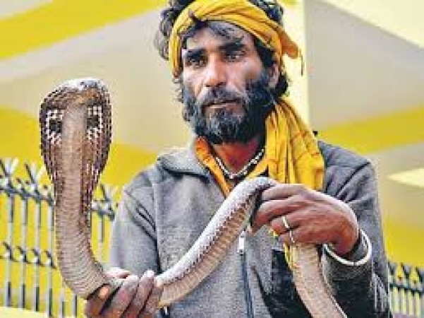 Strange! People give poisonous snake as dowry in this Indian state
