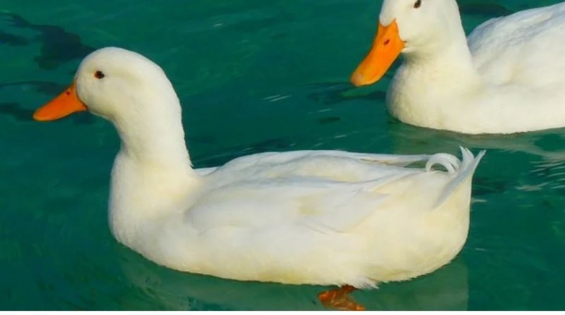 Do You Know why Duck are always clean and are they waterproof check here all details