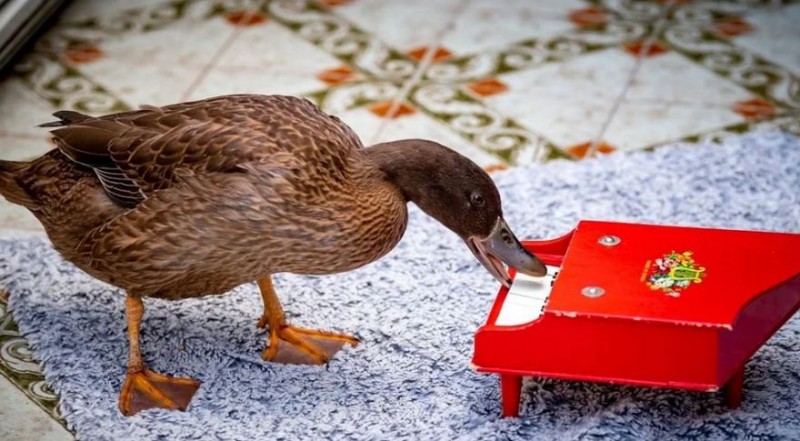  Meet the world most talented Duck who plays piano and play football and perform 11 tricks in one minute