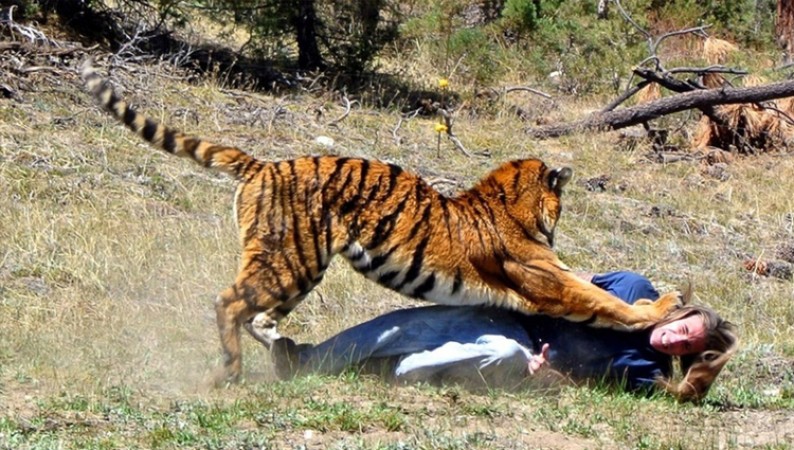 Tiger attacked Mahavat sitting on elephant, video viral