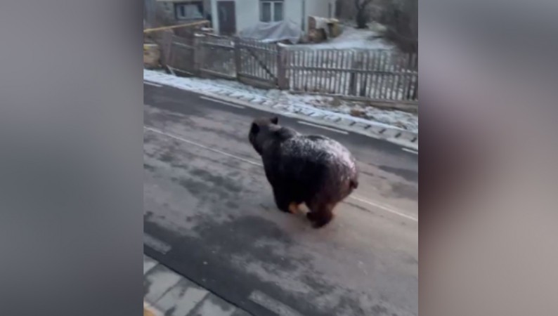 Dangerous bear entered the city, police chased and then