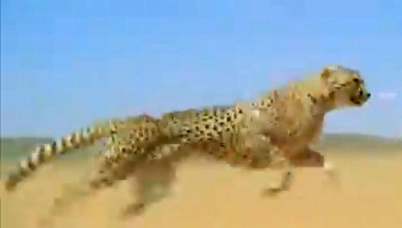 Cheetah made such a jump that humans were left watching