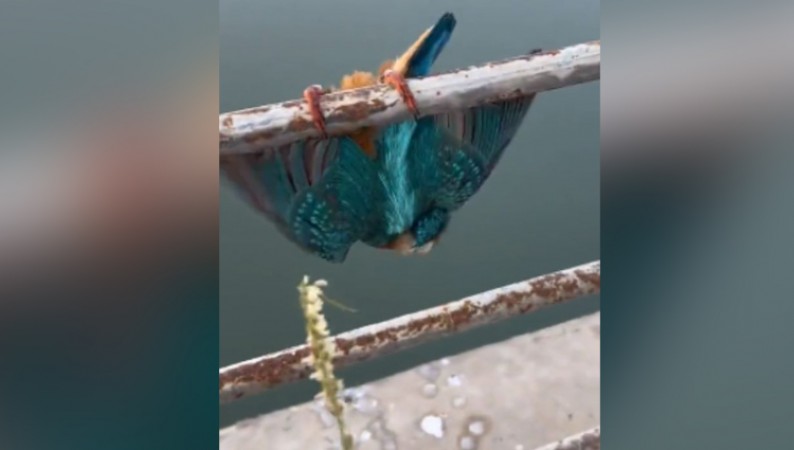 When the feet of this bird froze in the cold pipe, then the person helped like this