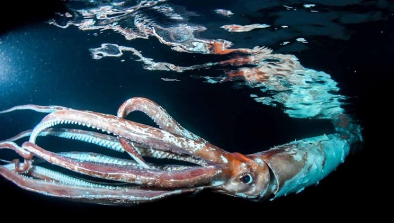 Giant squid ever seen in sea of Japan