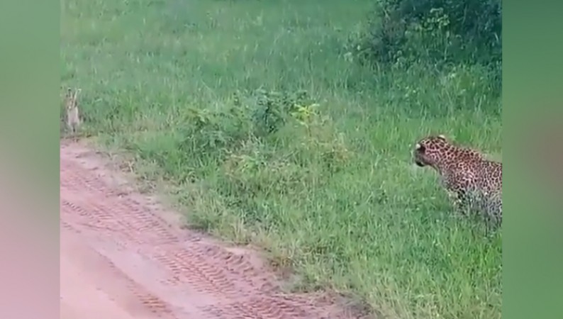 Cheetah lost in front of rabbit, people were shocked after watching the video