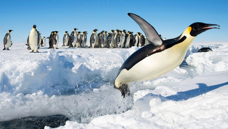 Penguin's life is more exciting than humans, know the special thing