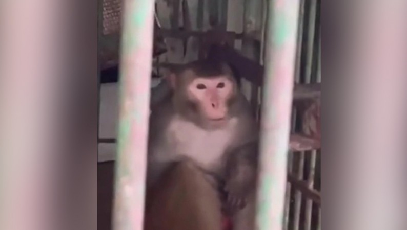 The monkey is being punished for this crime