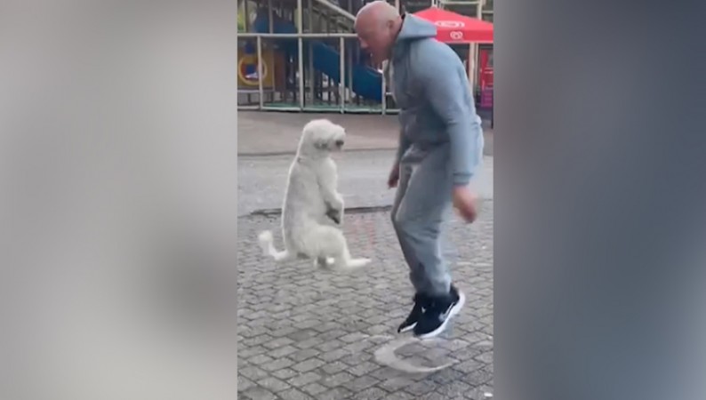 What would you say when you see this dog playing with its trainer?