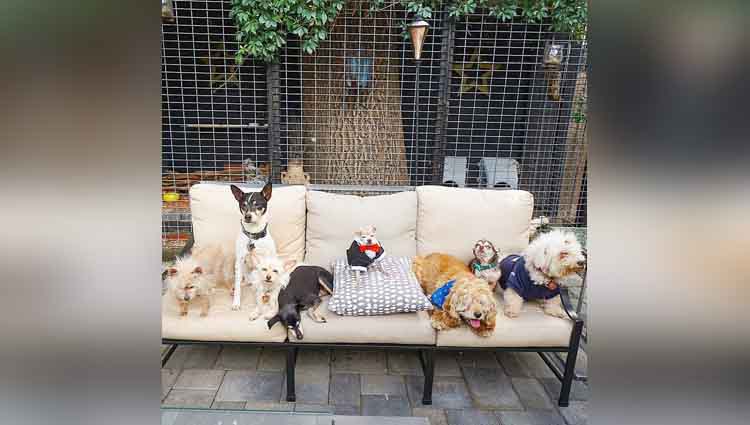 Meet The Family Of 10 dogs, 1 pig, 6 birds, 1 rabbit and 2 cats