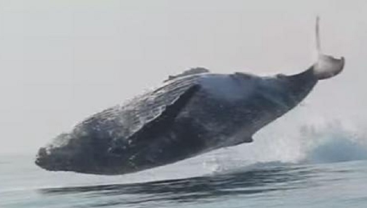 humpback whale flying out of water