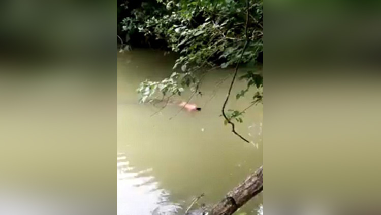 Moment a crocodile returns the body of man in Berau river