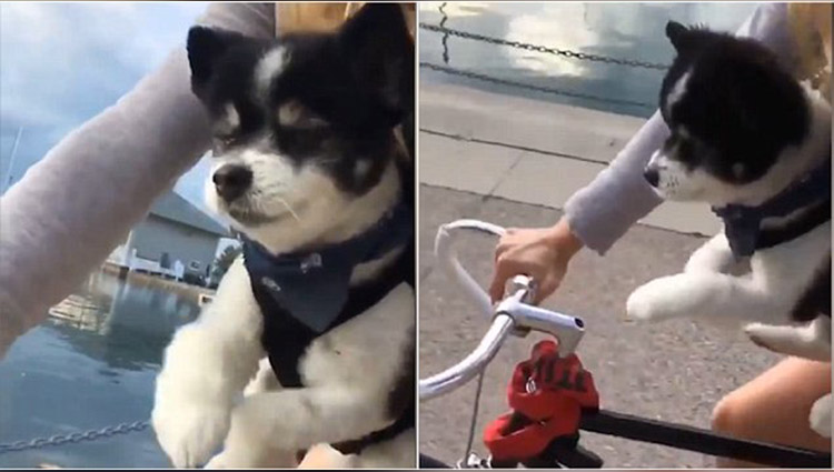 cute husky puppy rides bike in mid-air in twitter video