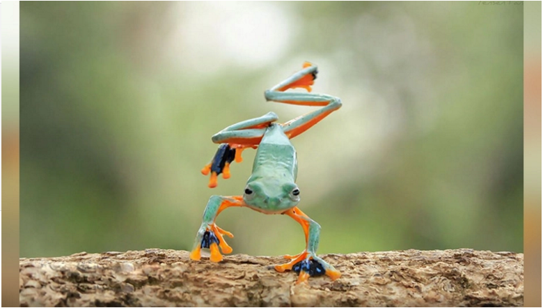 When The Fun Of Frogs Get Captured In Camera
